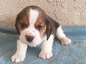 Martina Boy 1 Front 4 weeks